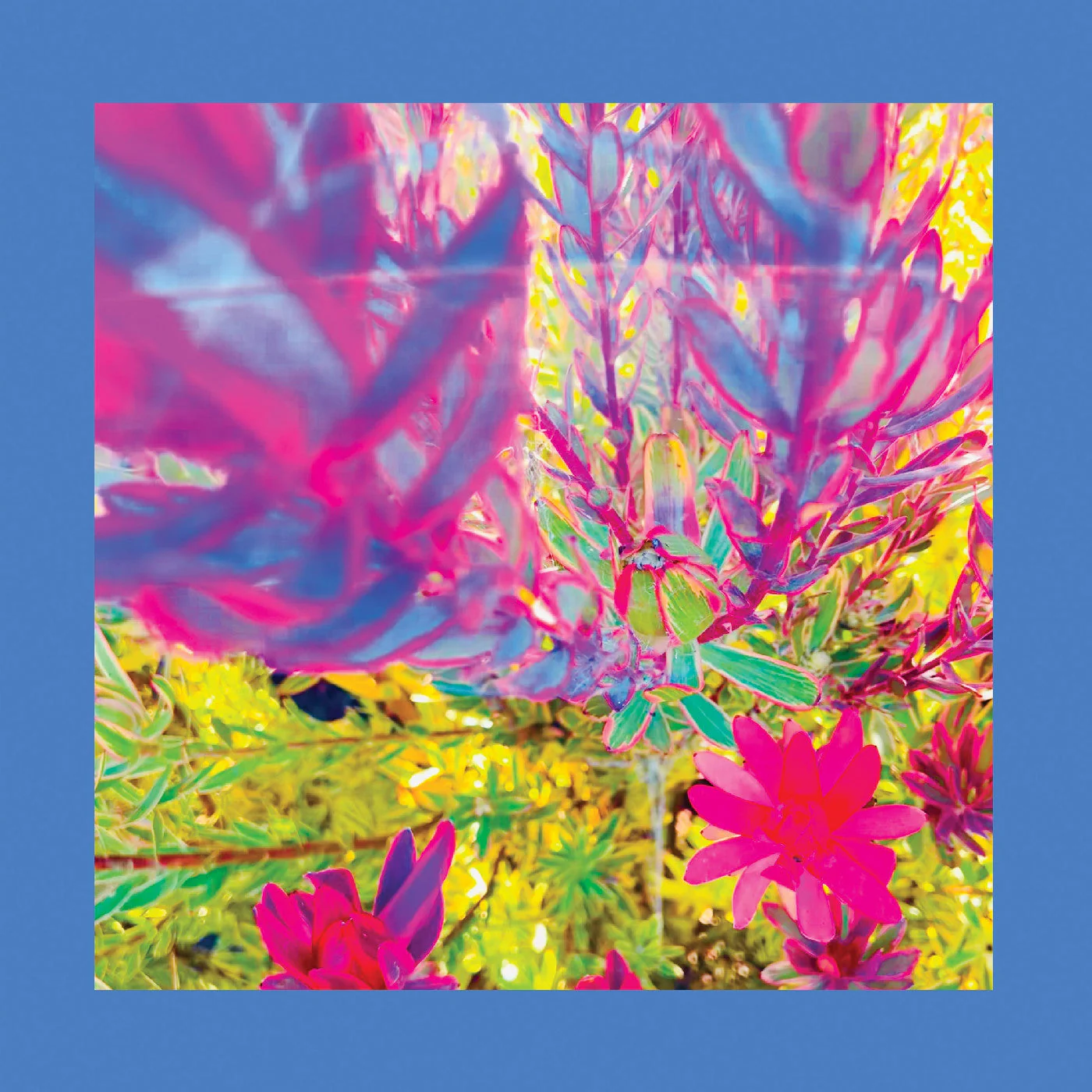The Reds Pinks & Purples The Past Is A Garden I Never Fed (Neon Pink Vinyl)